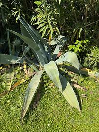 agave americane