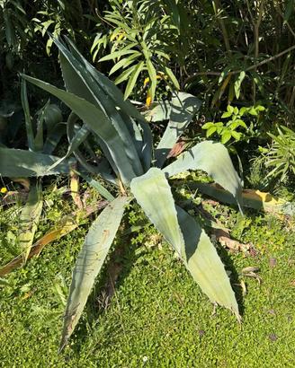 agave americane