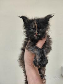 Maine coon