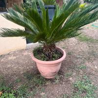 Palme Cycas varie grandezze