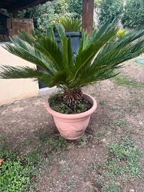Palme Cycas varie grandezze