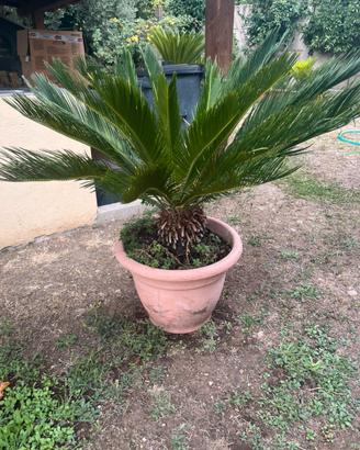 Palme Cycas varie grandezze