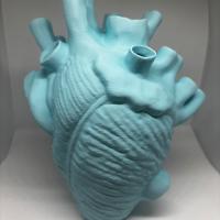 Vaso cuore anatomico