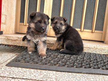 Cucciole di Pastore Tedesco