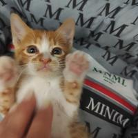 Gattini coccolosi