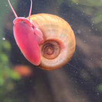 Planorbarius vari colori red Brown pink blu