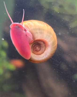 Planorbarius vari colori red Brown pink blu