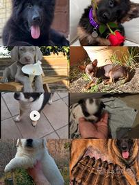 prenota cuccioli di razze pura  con pedigree ENCI 