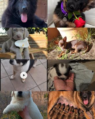 prenota cuccioli di razze pura  con pedigree ENCI 