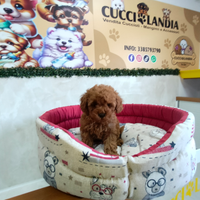 Barboncini mini toy red & Toy anche a rate 2M 2F