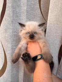 Gattino seal point ragdoll incrocio