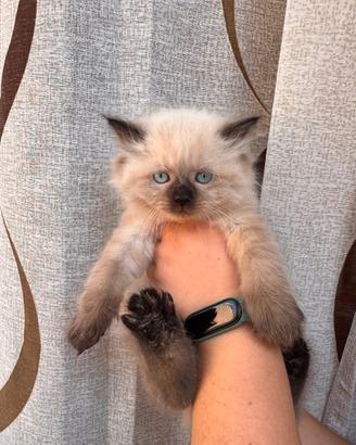 Gattino seal point ragdoll incrocio