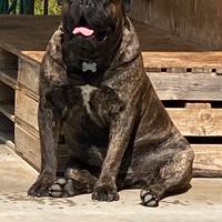 Femmina di cane corso per il mio axel