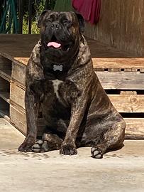 Maschio per accoppiamento