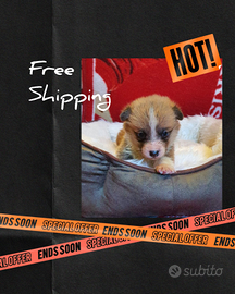 Welsh Corgi Pembroke pedigree Enci