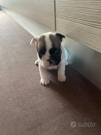 Bull dog francese