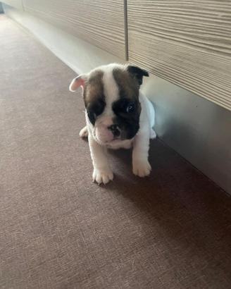 Bull dog francese