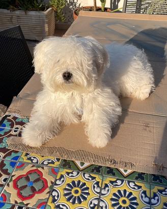 Maltesino