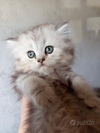 Gatti-gatto-gattini-cuccioli-persiani