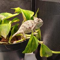 Chamaleo Calypratus con CITES