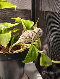 Chamaleo Calypratus con CITES