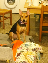 Adozione per sempre cagnolina di piccola taglia