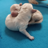 Barboncino taglia piccola cuccioli