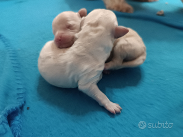 Barboncino taglia piccola cuccioli