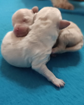 Barboncino taglia piccola cuccioli