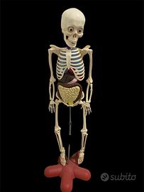 Corpo umano completo arti e organi