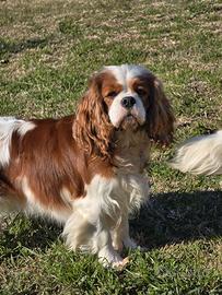 Femmina Cavalier King per monta