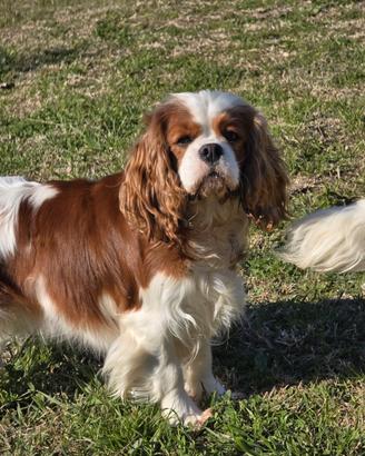 Femmina Cavalier King per monta