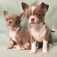 CHIHUAHUA TOY CUCCIOLI BICOLORE pag in 12 rate
