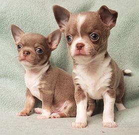 CHIHUAHUA TOY CUCCIOLI BICOLORE pag in 12 rate