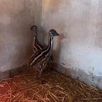 Emu , struzzi
