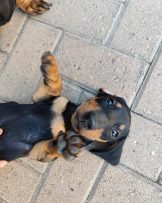 Cucciolata bassotti a pelo, ultimi due maschietti