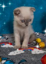 Gattini scottish fold blupoint