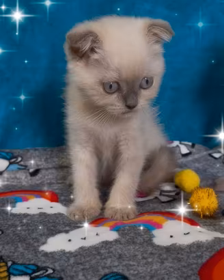Gattini scottish fold blupoint