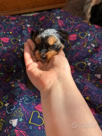 Cuccioli di Yorkshire