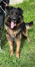 Incrocio Pastore tedesco ADOZIONE