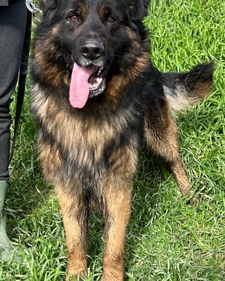 Incrocio Pastore tedesco ADOZIONE