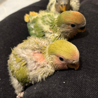 Inseparabili