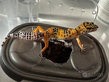 Geco leopardino