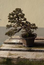 Bonsai Ginepro Itoigawa