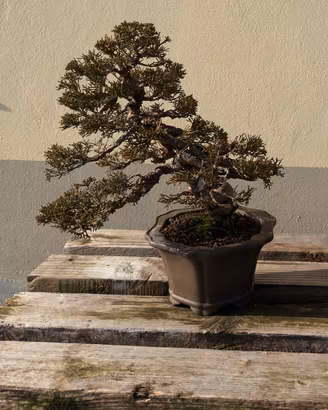 Bonsai Ginepro Itoigawa