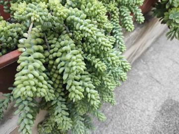 pianta grassa sedum morganianum