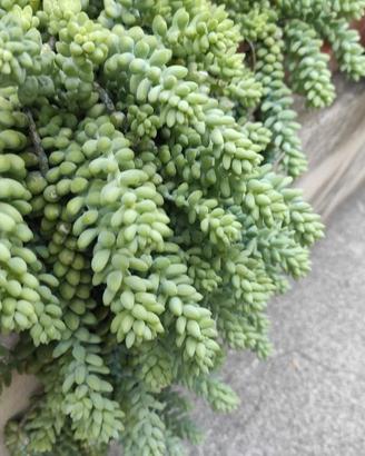 pianta grassa sedum morganianum