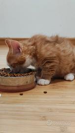 Cuccioli Maine coon incrocio gattini