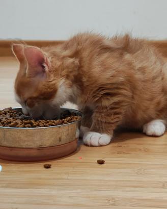 Cuccioli Maine coon incrocio gattini