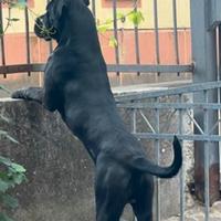 Cane corso maschio disponibile per accoppiamento